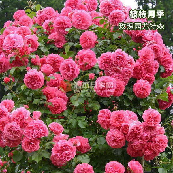 玫瑰园尤特森月季 玫瑰园尤特森月季