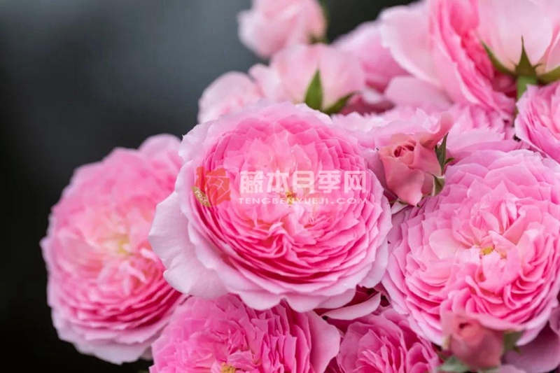 纨扇月季 纨扇月季