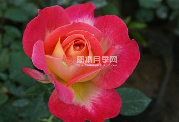 北极风神月季 北极风神月季