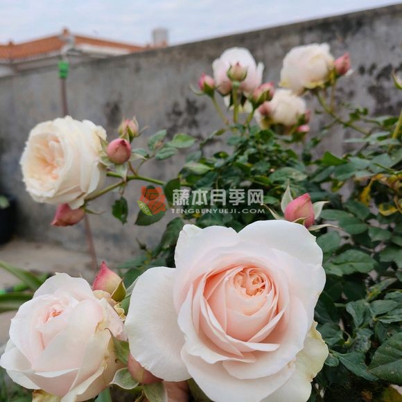 彗星王阳台月季 彗星王阳台月季