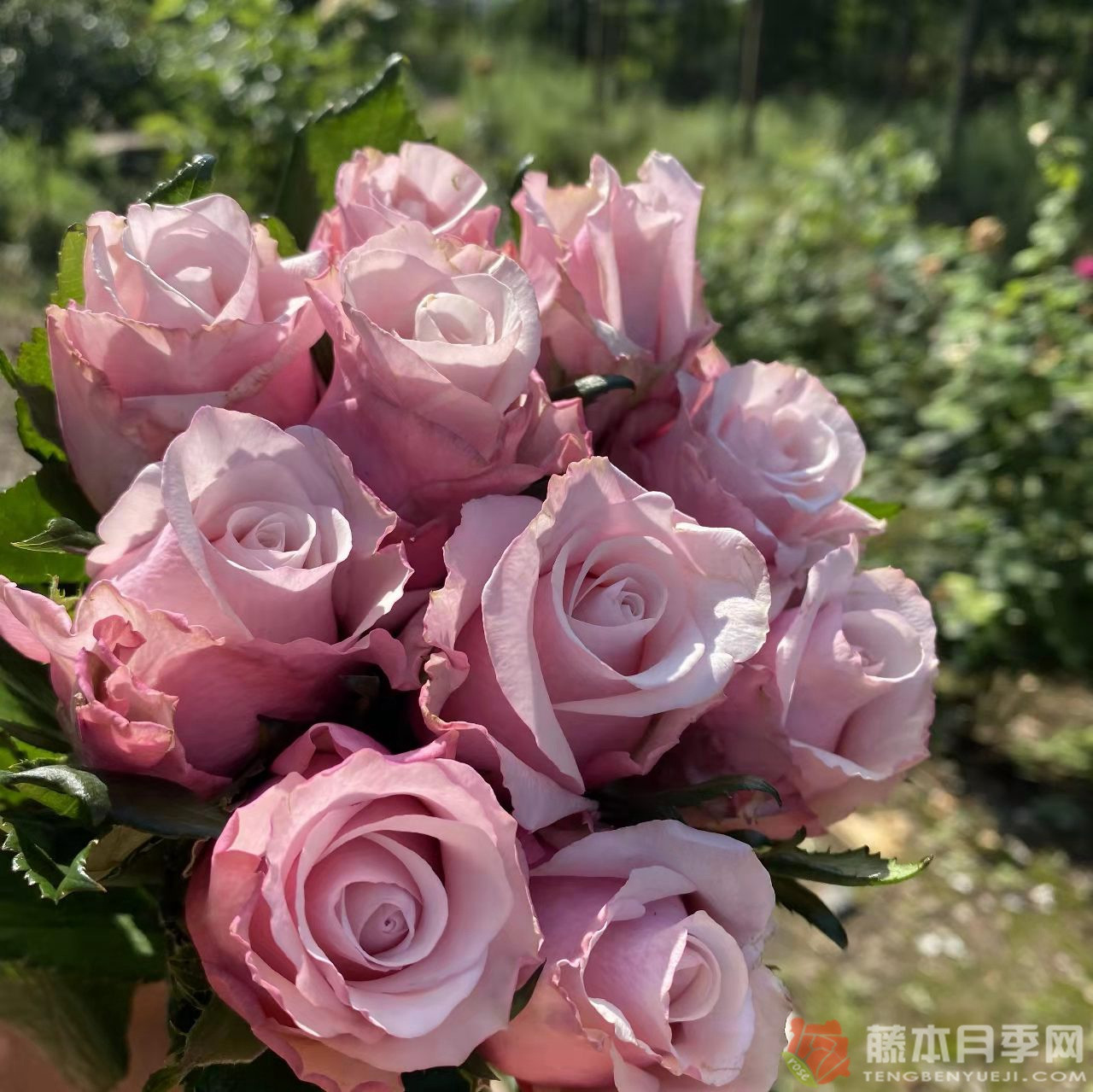 珍珠项链/拉斐尔夫人月季 珍珠项链/拉斐尔夫人月季