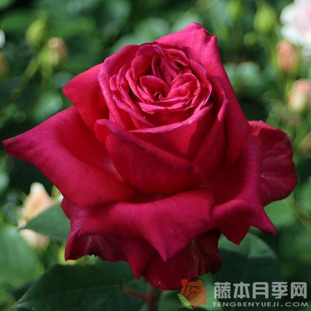 高贵/贵族月季 高贵/贵族月季