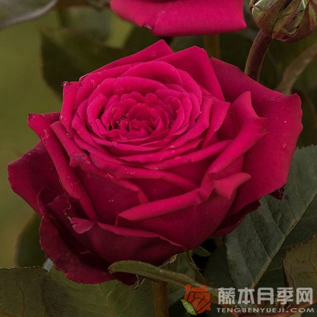高贵/贵族月季 高贵/贵族月季