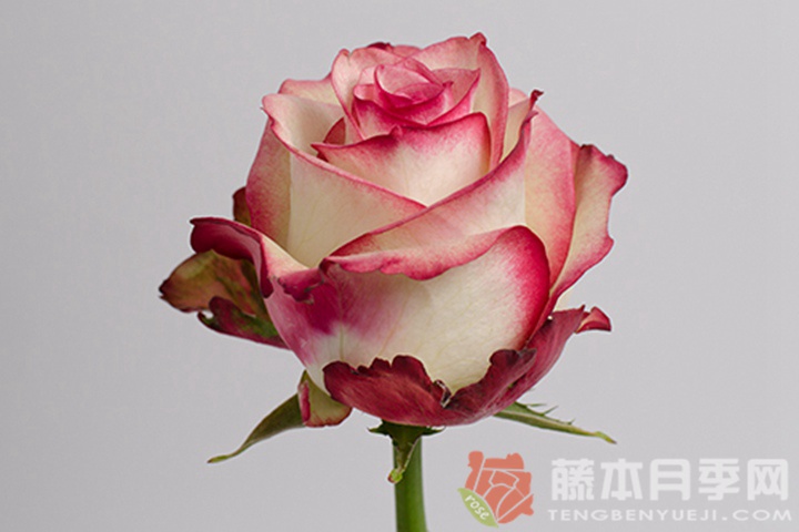 帕洛玛月季 帕洛玛月季