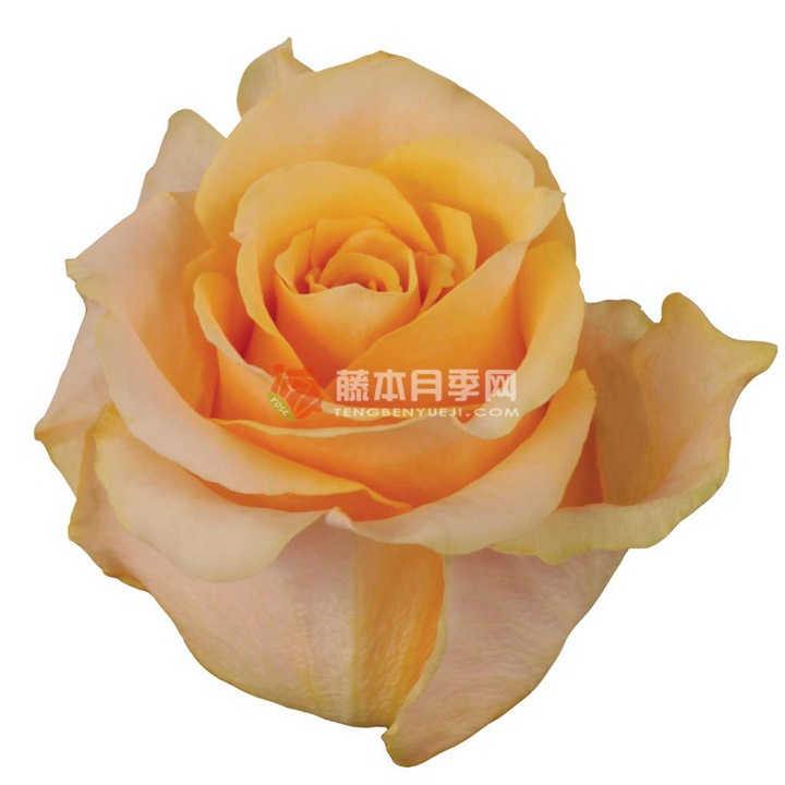 蜜桃之梦/桃花梦 蜜桃之梦/桃花梦