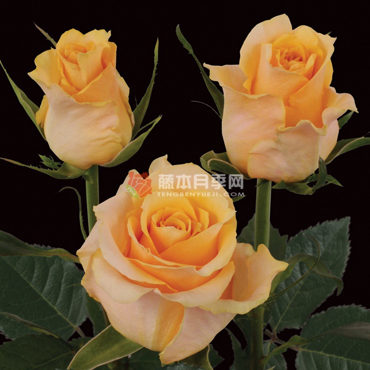 蜜桃之梦/桃花梦 蜜桃之梦/桃花梦