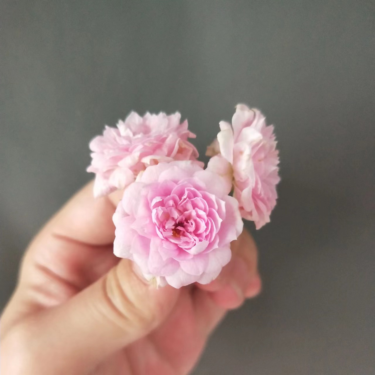 月瞳月季 月瞳月季