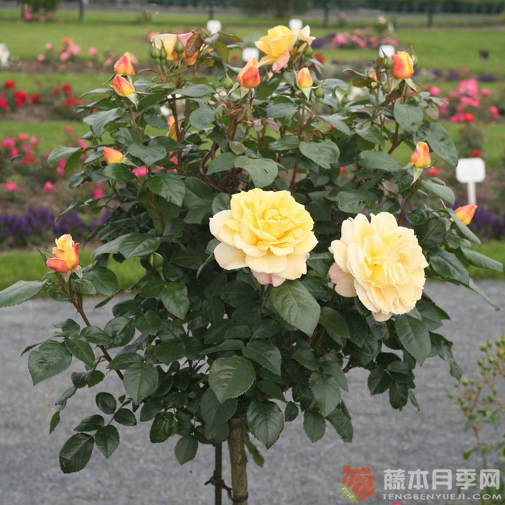 阳光之星月季 阳光之星月季