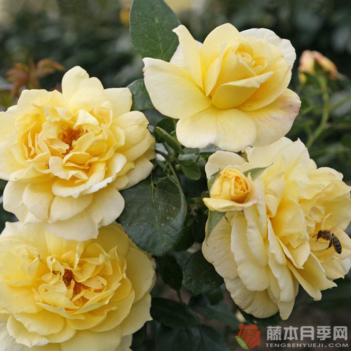 阳光之星月季 阳光之星月季