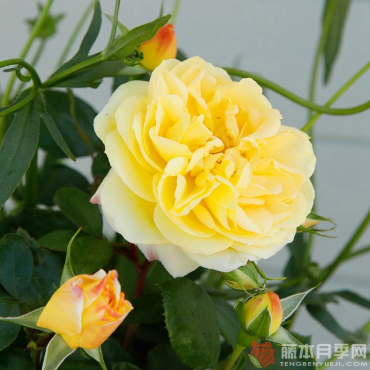 阳光之星月季 阳光之星月季