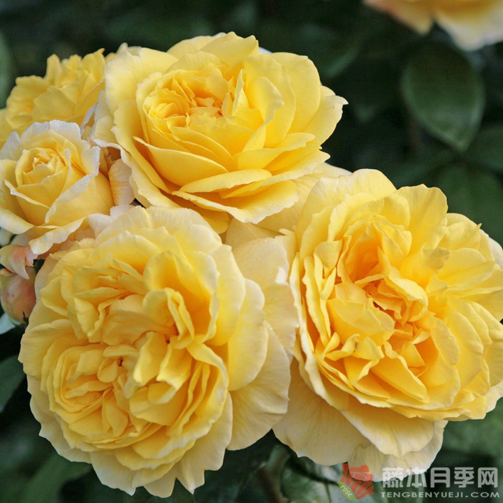 阳光之星月季 阳光之星月季