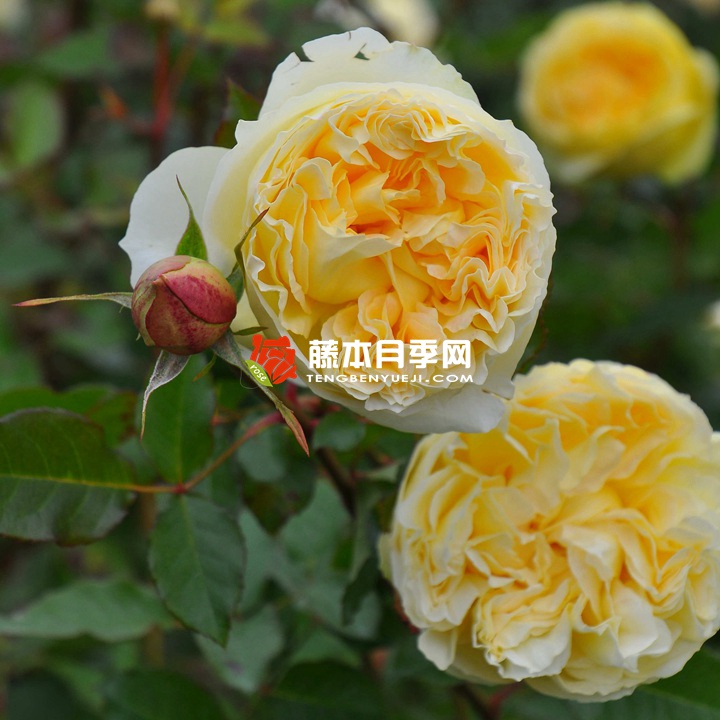 西西里舞曲 西西里舞曲