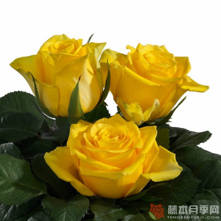 月球漫步月季 月球漫步月季