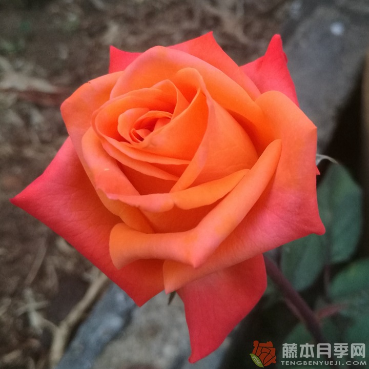 巫术月季 巫术月季
