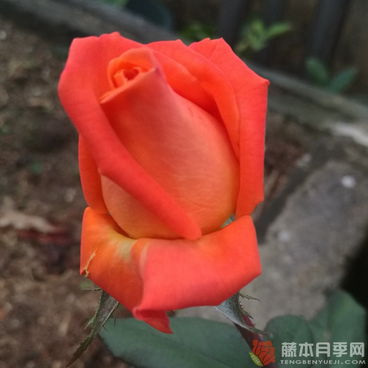 巫术月季 巫术月季