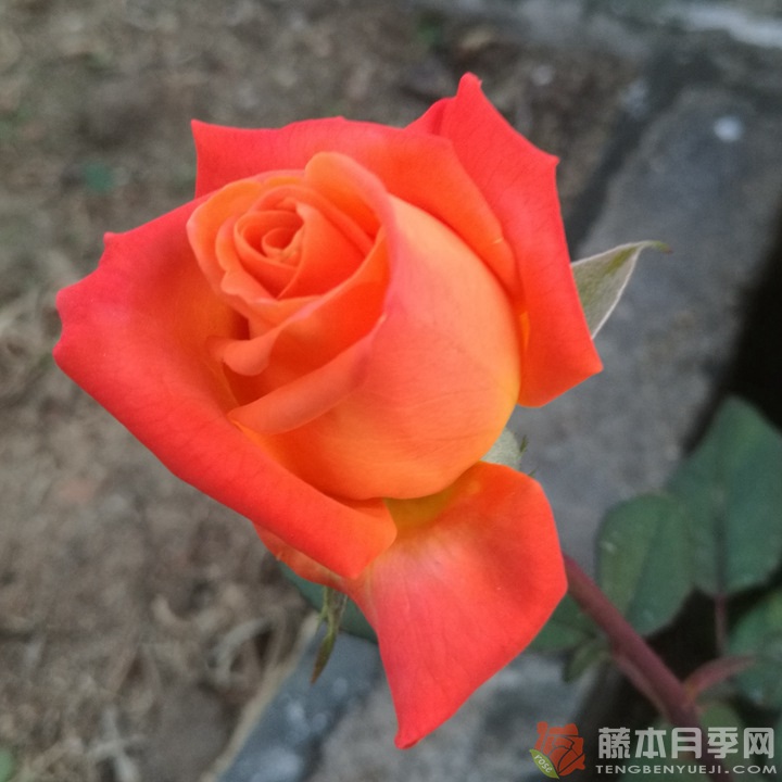 巫术月季 巫术月季