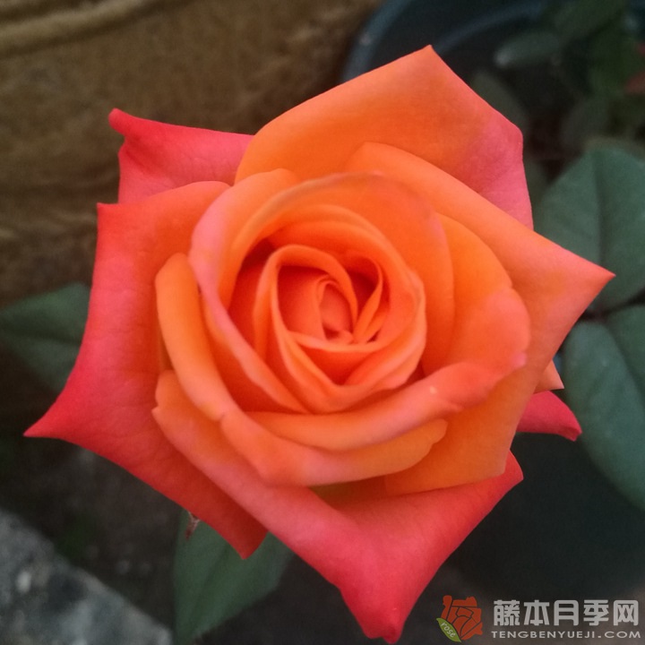 巫术月季 巫术月季