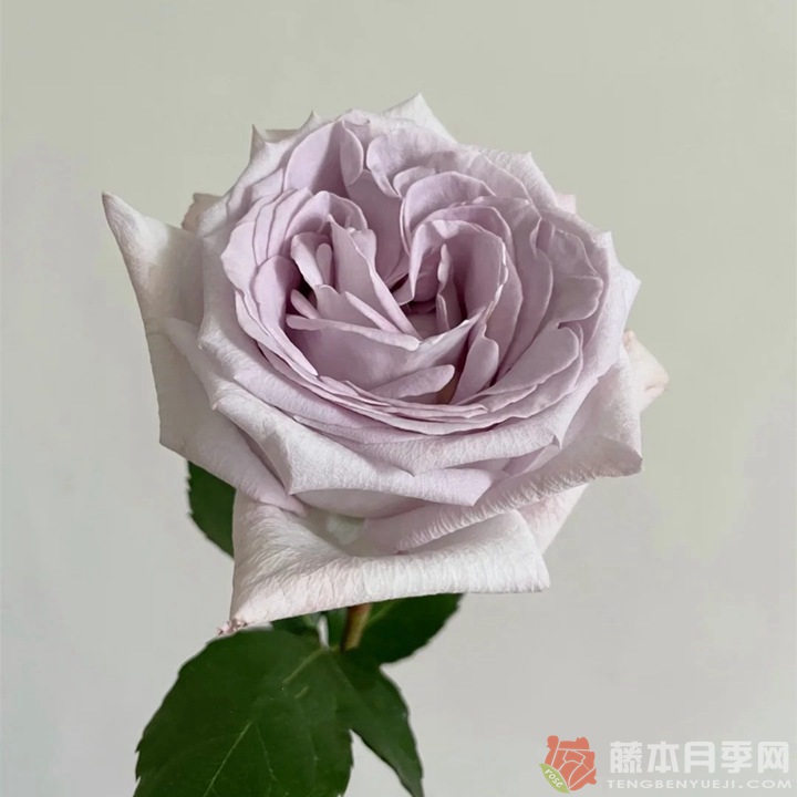 赏金之路/紫色布蒂月季 赏金之路/紫色布蒂月季