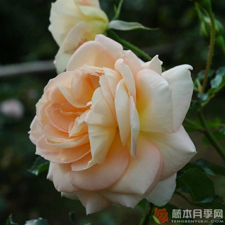 玛丽·安托瓦内特月季 玛丽·安托瓦内特月季