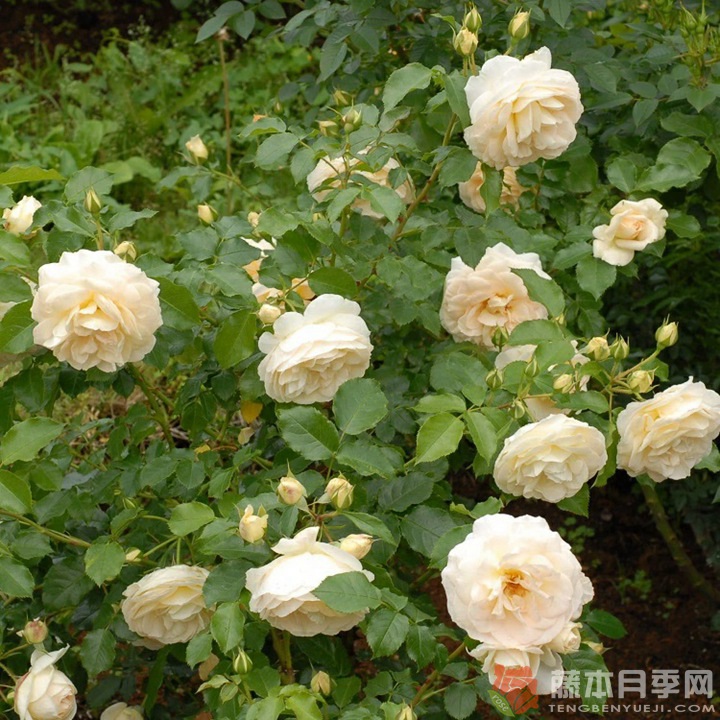 玛丽·安托瓦内特月季 玛丽·安托瓦内特月季
