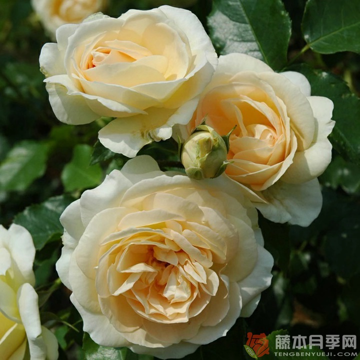 玛丽·安托瓦内特月季 玛丽·安托瓦内特月季