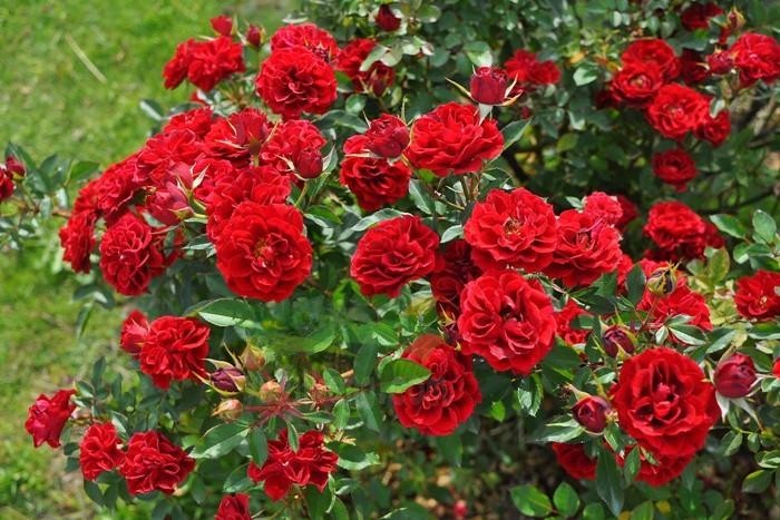 红色光芒月季 红色光芒月季