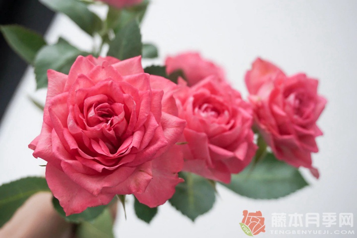 樱桃红琳达月季 樱桃红琳达月季