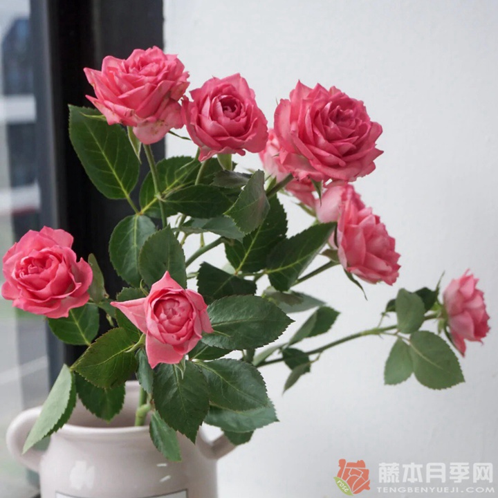 樱桃红琳达月季 樱桃红琳达月季