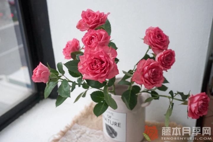 樱桃红琳达月季 樱桃红琳达月季