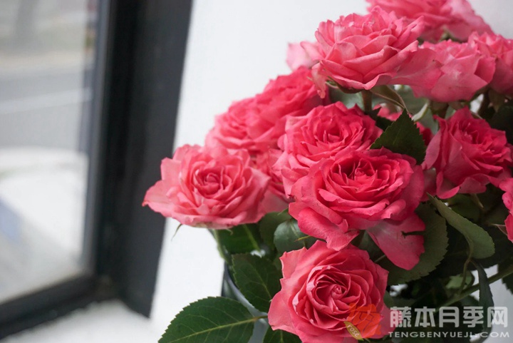 樱桃红琳达月季 樱桃红琳达月季