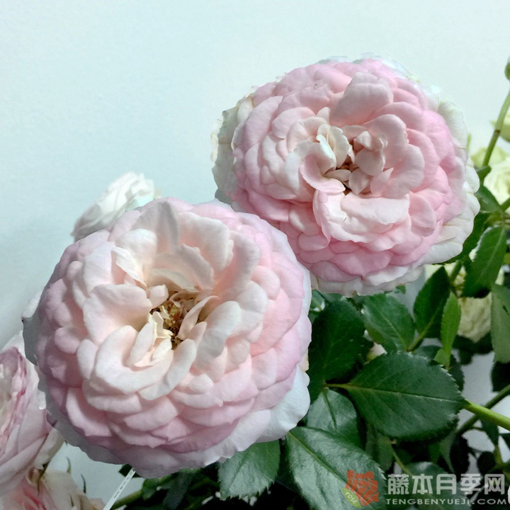 亲吻琳达月季 亲吻琳达月季