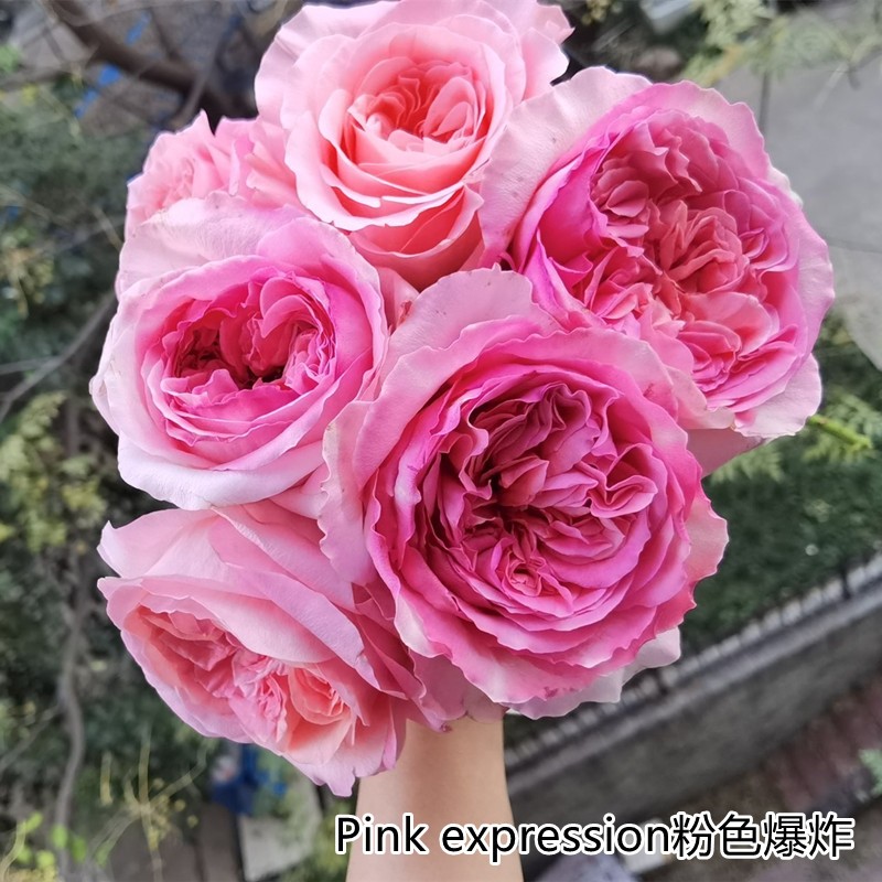 粉色爆炸月季 粉色爆炸月季
