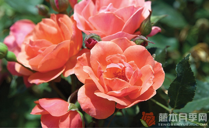 珊瑚绝代佳人 珊瑚绝代佳人