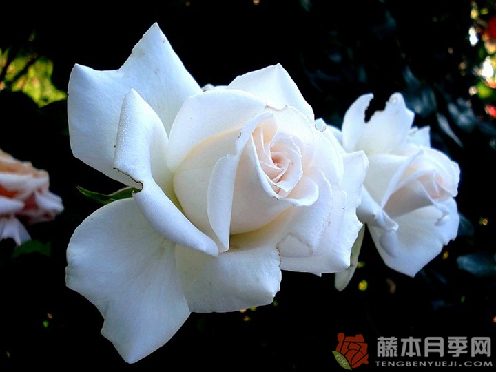 管弦乐队月季 管弦乐队月季