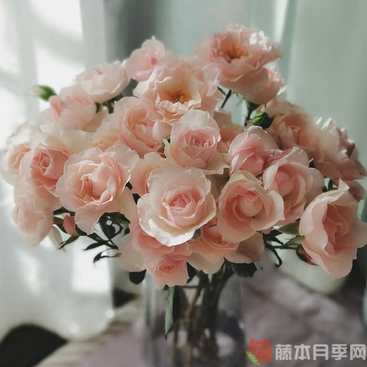 思念/英国小姐月季 思念/英国小姐月季