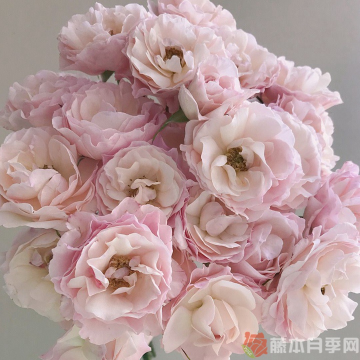思念/英国小姐月季 思念/英国小姐月季