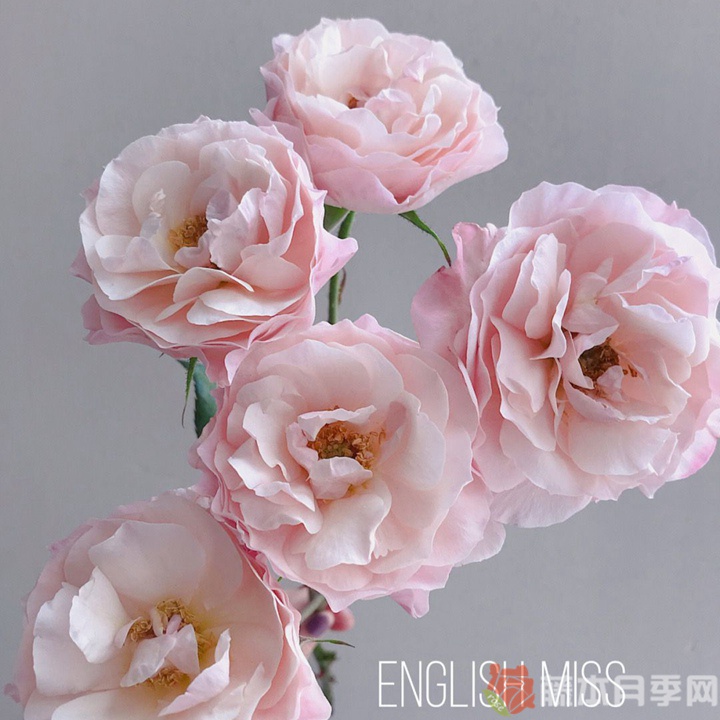 思念/英国小姐月季 思念/英国小姐月季