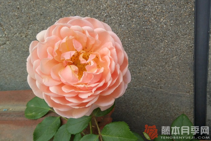协奏曲月季 协奏曲月季
