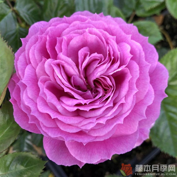 北极蓝月季 北极蓝月季