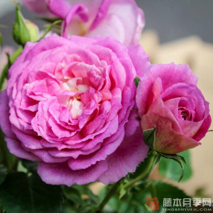 北极蓝月季 北极蓝月季
