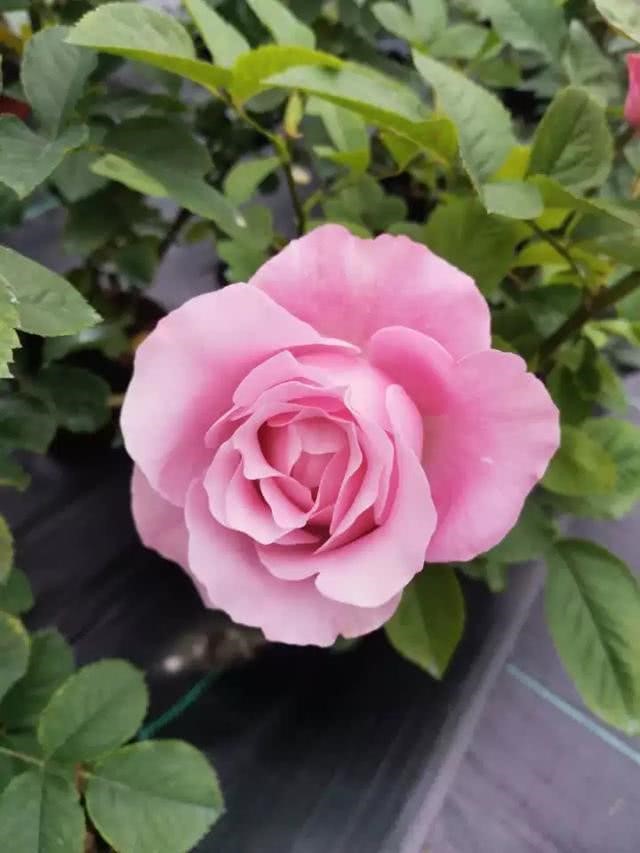 四花月季优缺点 四花月季优缺点