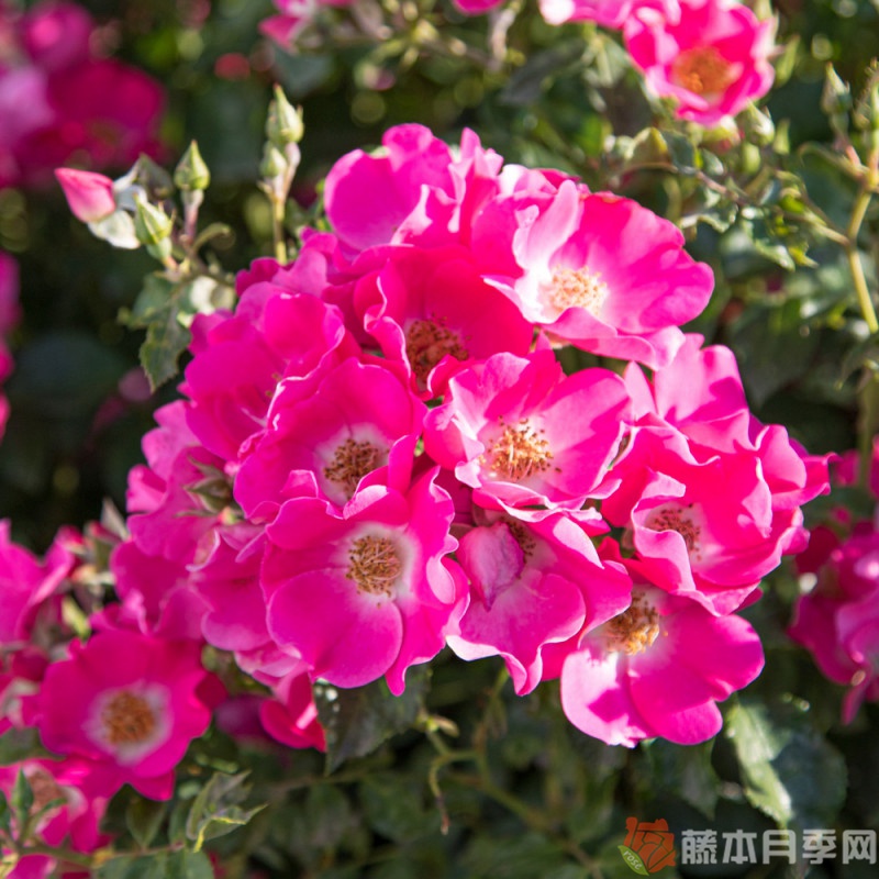 友好紫色月季 紫色友好