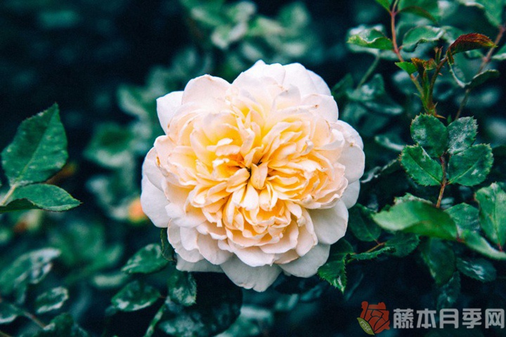 伊曼纽尔月季 伊曼纽尔月季