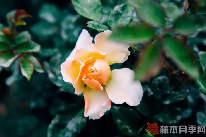 伊曼纽尔月季 伊曼纽尔月季