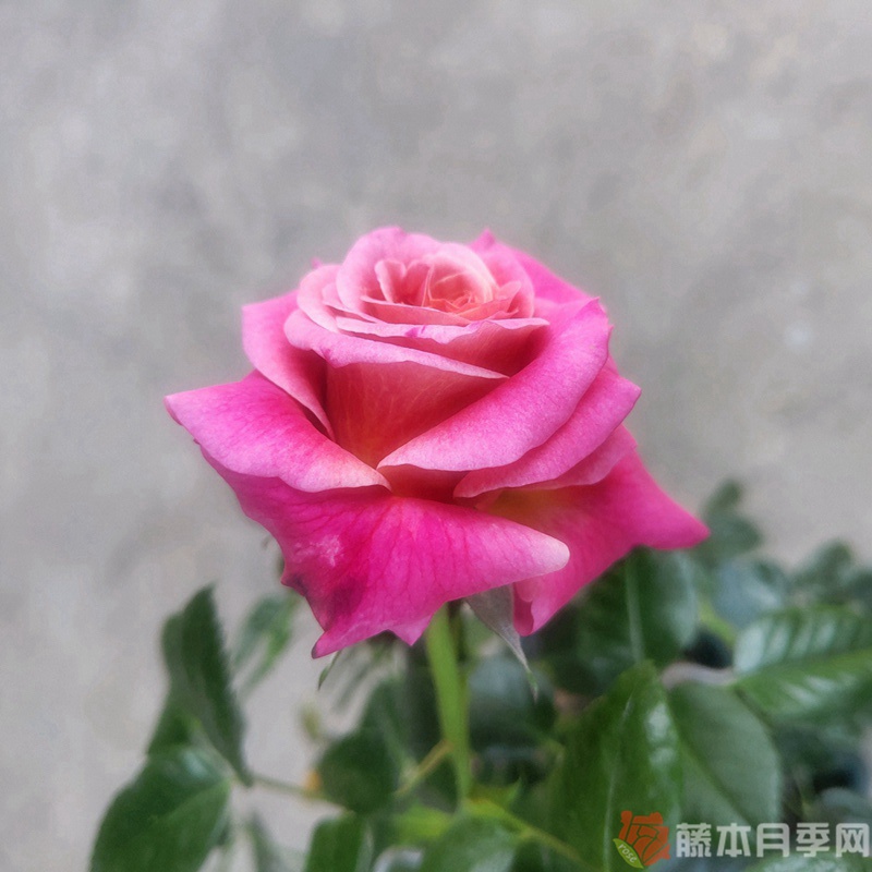 多维尔的微笑月季 多维尔的微笑月季