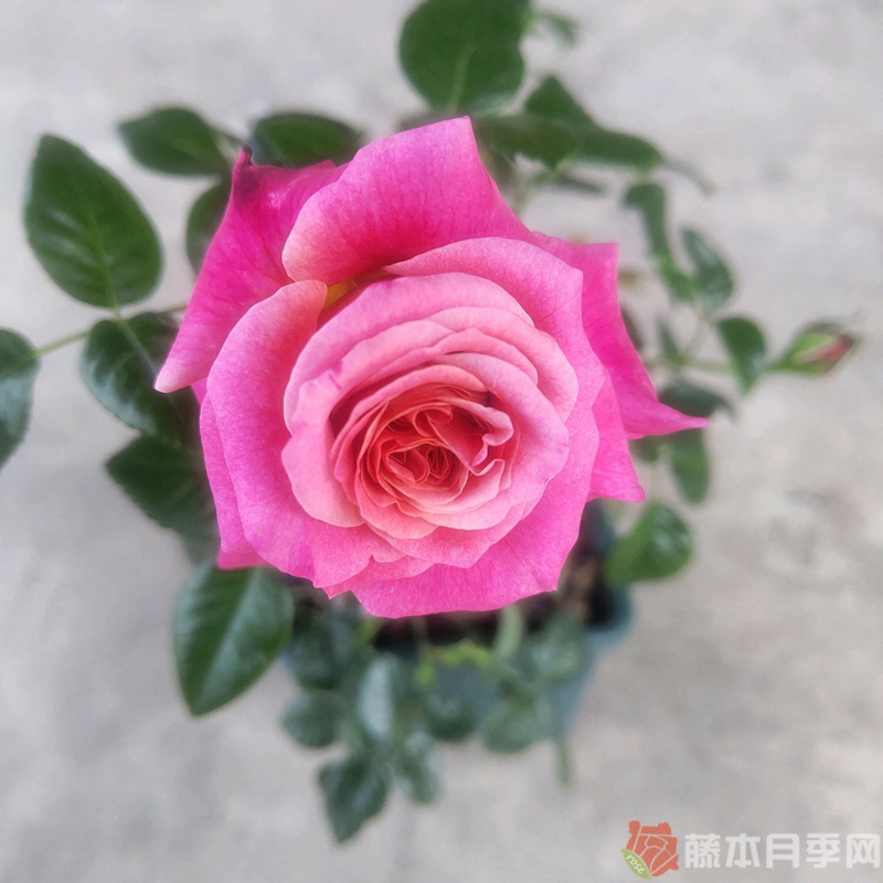 多维尔的微笑月季 多维尔的微笑月季