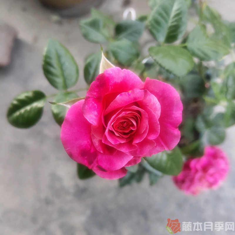 多维尔的微笑月季 多维尔的微笑月季