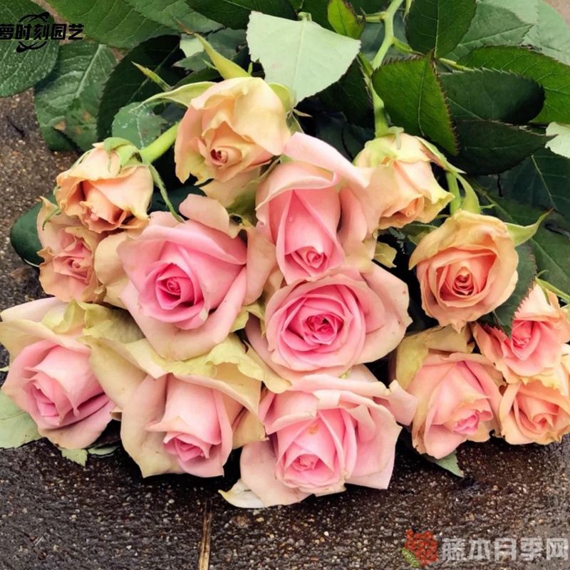 新星月季 新星月季