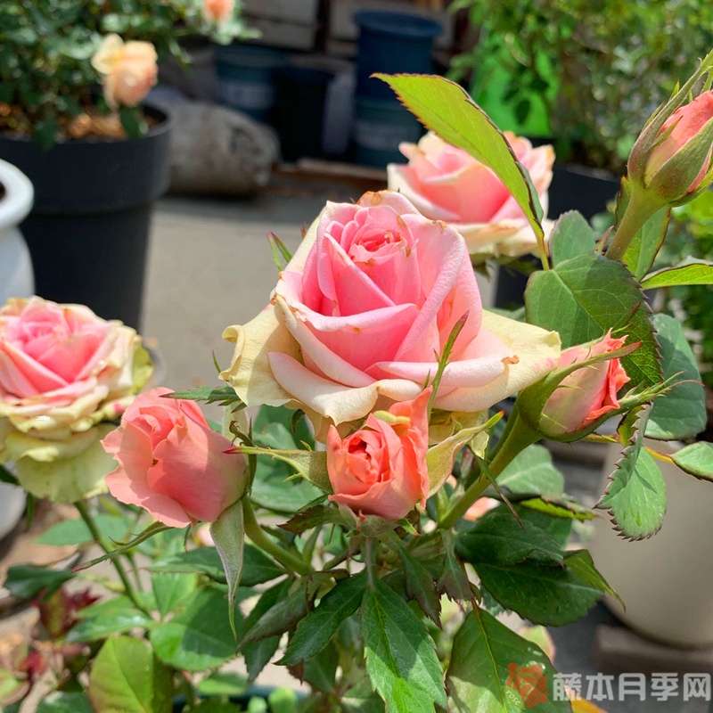新星月季 新星月季