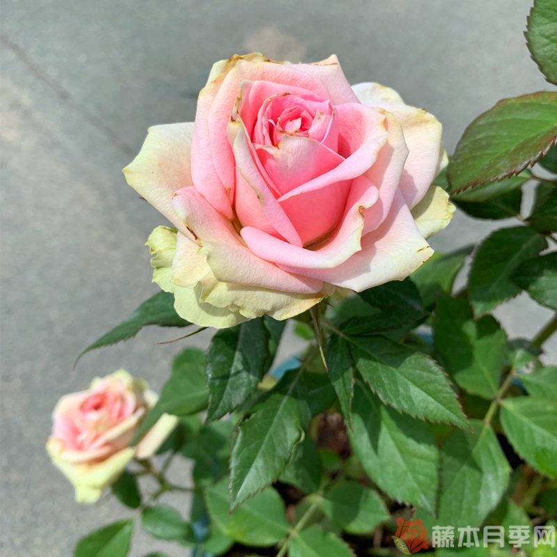 新星月季 新星月季